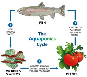 What is Aquaponics?