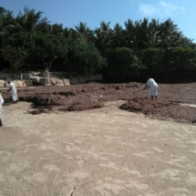 Seaweed and Sargassum Clean Up on The Beach