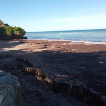 Seaweed Sargassum On The Beach