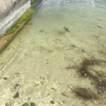 Sand and Sediment starting to accumulate Gulf of Mexico